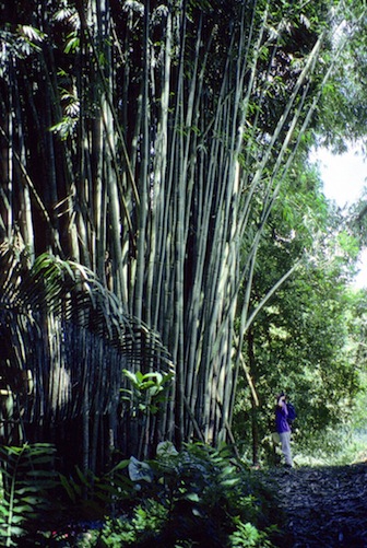 Bamboo grove in Central America.