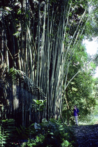 Bamboo grove in Central America.