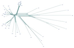 A mathematical network of bamboo DNA relationsips, produced by the Kelchner lab at ISU. 