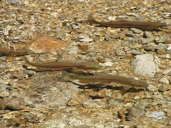 The project will help managers to better prepare for the variability of future snowpacks, which can influence fish survival, water supply and fire risk.