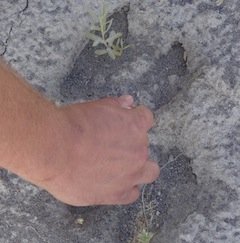 This is fore and hind foot of camel track with Jeff Castro's hand. (Photo courtesy of Idaho Museum of Natural History)