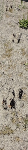 These are camel tracks, fore and hind foot showing left and right and left. (Photo courtesy of the Idaho Museum of Natural History)