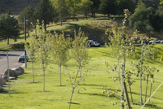New trees on Bartz Field. (ISU Photographic Services)