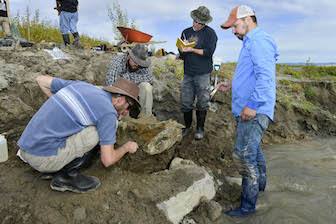 10/16/2014 A team of Idaho State University students carefully brush and clean a mammoth skull discovered near American Falls Reservoir early last week. The specimen was excavated and transferred from the site to the Idaho Museum of Natural History in Pocatello, Idaho on Oct. 18. (I to r) Casey Dooms, Adam Clegg, Jeff Castro, and Travis Helm. Bureau of Reclamation photo by Dave Walsh