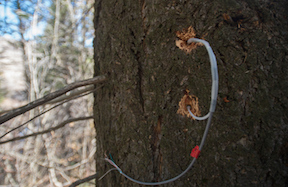 One of the sap senors being installed in a Douglas Fir tree that helps measure plant transpiration rates.